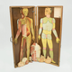 Illustration for article titled 29 Anatomical Models That Will Haunt Your Dreams Tonight
